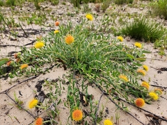 Leucospermum prostratum