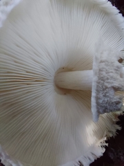 Chlorophyllum rhacodes