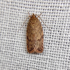 Garrha atoecha