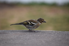 Fringilla coelebs moreletti
