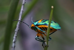 Scutiphora pedicellata