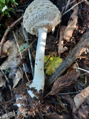 Chlorophyllum rhacodes