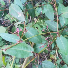 Persicaria muricata