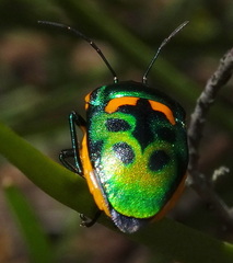 Scutiphora pedicellata