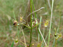 Drosera auriculata
