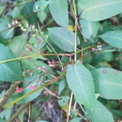 Persicaria muricata