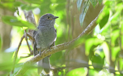 Lipaugus weberi