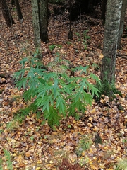 Jacobaea cannabifolia