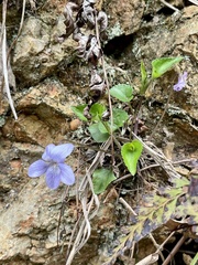 Viola grypoceras