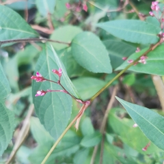 Persicaria muricata