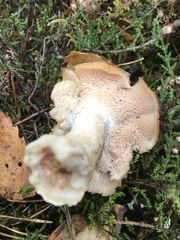 Hydnum rufescens