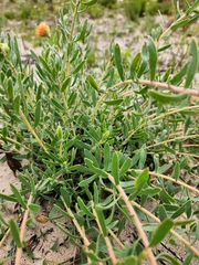 Leucospermum prostratum