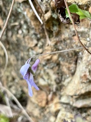 Viola grypoceras