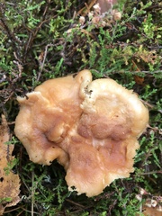 Hydnum rufescens