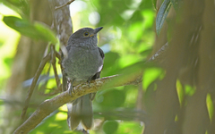 Lipaugus weberi