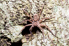 Sparassidae