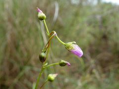 Drosera auriculata