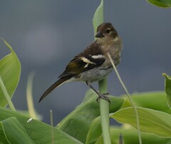 Fringilla coelebs moreletti
