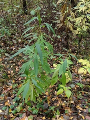 Jacobaea cannabifolia