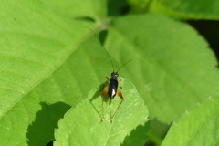 Trigonidium cicindeloides
