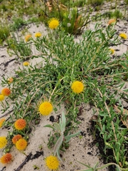 Leucospermum prostratum