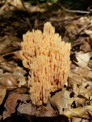 Ramaria formosa
