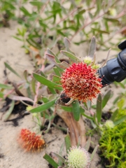 Leucospermum prostratum