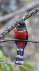 Trogon mexicanus