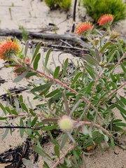 Leucospermum prostratum