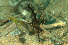 Solenostomus paradoxus