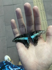 Graphium sarpedon