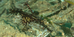 Solenostomus paradoxus