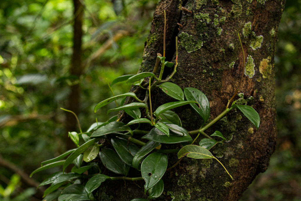 Peperomia naranjoana