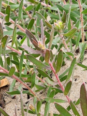 Leucospermum prostratum