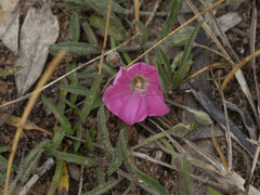 Convolvulus angustissimus