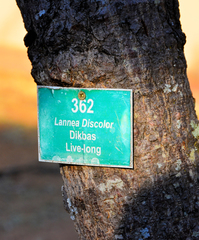 Lannea discolor