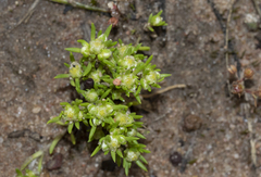 Siloxerus multiflorus