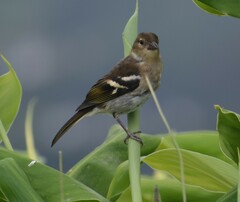 Fringilla coelebs moreletti