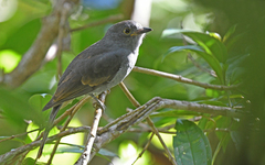 Lipaugus weberi