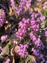 Erica carnea