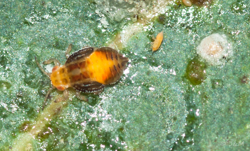 Red Gum Lerp Psyllid