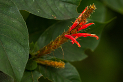 Aphelandra