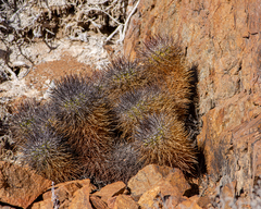 Copiapoa taltalensis