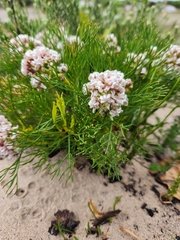 Serruria rubricaulis