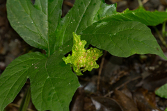 Dorstenia contrajerva