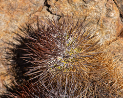 Copiapoa taltalensis