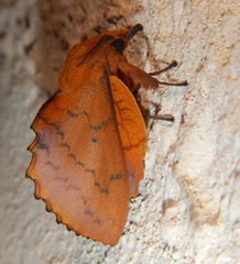 Gastropacha quercifolia