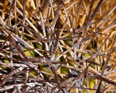 Copiapoa taltalensis