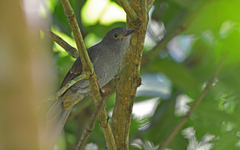 Lipaugus weberi