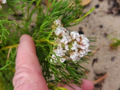 Serruria rubricaulis